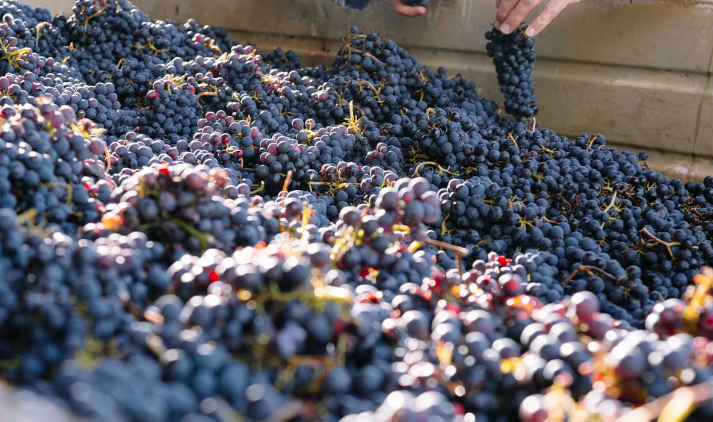 Những giống nho phổ biến nhất để sản xuất rượu vang đỏ